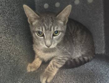 Apple Nectar -  Domestic Short Hair Cat for Adoption in New York, New York - Apple Nectar | PetCurious