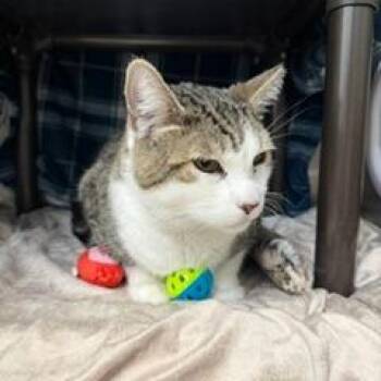 Magoo -  Domestic Short Hair Cat for Adoption in Las Vegas, Nevada - Magoo | PetCurious