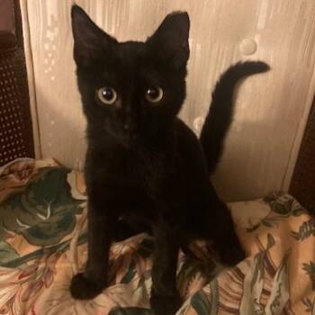 Rescue Domestic Short Hair Cats for Adoption in Jupiter, Florida - Diamond | PetCurious