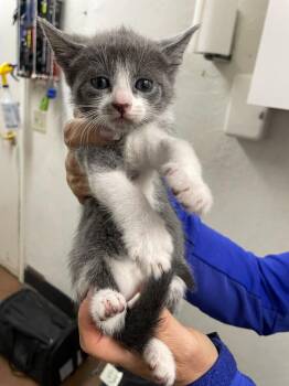Domestic Short Hair Cats Available for Adoption in Chico, California - Lemon | PetCurious