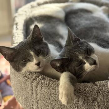 Rescue Domestic Short Hair Cats for Adoption in Minneapolis, Minnesota - Penelope & Frankie (Bonded Pair) | PetCurious
