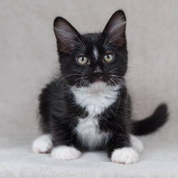 Boba -  Domestic Medium Hair Cat for Adoption in Sunnyvale, California - Boba | PetCurious