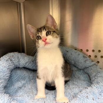 Hopscotch -  Domestic Short Hair Cat for Adoption in Norman, Oklahoma - Hopscotch | PetCurious