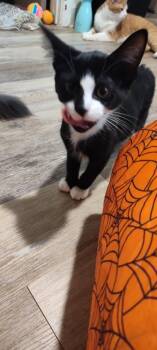Marnie -  Domestic Short Hair Cat for Adoption in West Mifflin, Pennsylvania - Marnie | PetCurious