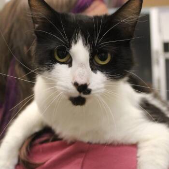 Amelia -  Domestic Short Hair Cat for Adoption in Weaverville, California - Amelia | PetCurious