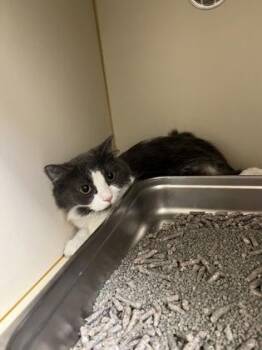 Meringue -  Domestic Long Hair and Domestic Short Hair Cat for Adoption in Fairfax, Virginia - Meringue | PetCurious