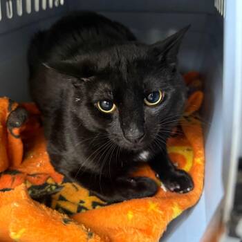 Dude -  Domestic Short Hair Cat for Adoption in Houston, Texas - Dude | PetCurious