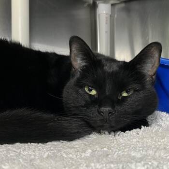Katy -  Domestic Short Hair Cat for Adoption in Palm Springs, California - Katy | PetCurious