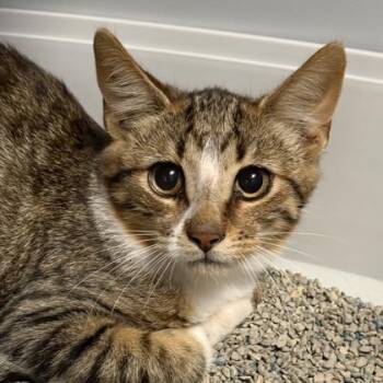 Rhododendron -  Domestic Short Hair Cat for Adoption in Lansing, Michigan - Rhododendron | PetCurious