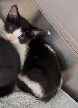 Domestic Short Hair Cats Available for Adoption in Chula Vista, California - MIDNIGHT | PetCurious