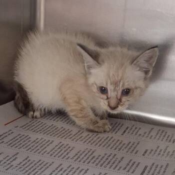 Domestic Short Hair Cats Available for Adoption in Auburn, Alabama - Belladonna | PetCurious