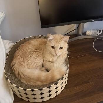 Domestic Long Hair Cats Available for Adoption in New York, New York - Fluffy | PetCurious