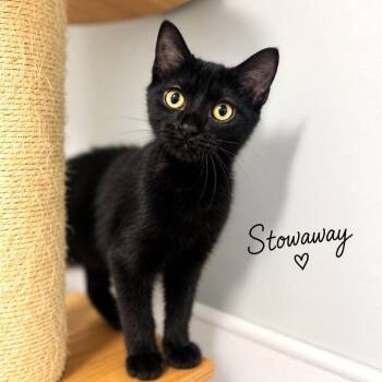 Stowaway -  Domestic Short Hair Cat for Adoption in Brownsboro, Alabama - Stowaway | PetCurious