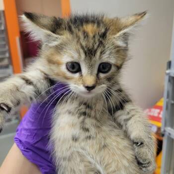 Tealyra -  Domestic Short Hair Cat for Adoption in Westminster, California - Tealyra | PetCurious