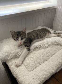 Rescue American Shorthair Cats for Adoption in Paulina, Louisiana - 44 | PetCurious