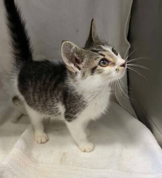Jon Bon Jovi - At shelter -  Domestic Short Hair Cat for Adoption in Rustburg, Virginia - Jon Bon Jovi - At Shelter | PetCurious
