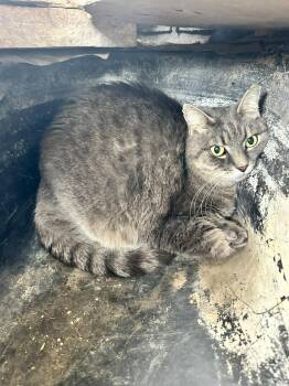 Tabby Cats Available for Adoption in Phoenix, Arizona - Penelope | PetCurious