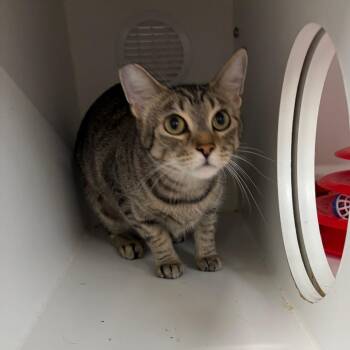 Yumi -  Domestic Short Hair Cat for Adoption in Lakewood, California - Yumi | PetCurious