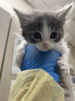 FONDUE -  Domestic Short Hair Cat for Adoption in Las Vegas, Nevada - FONDUE | PetCurious