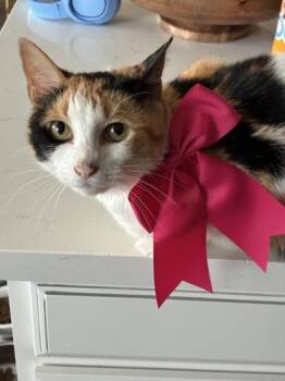 Domestic Short Hair Cats Available for Adoption - Calypso | PetCurious