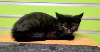 SHEP -  Domestic Short Hair Cat for Adoption in St. Peters, Missouri - SHEP | PetCurious