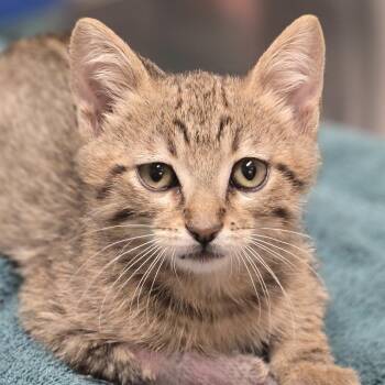 Mesquite -  Domestic Short Hair Cat for Adoption in Wickenburg, Arizona - Mesquite | PetCurious
