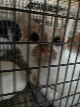 Domestic Short Hair Cats Available for Adoption - DAPHNE | PetCurious