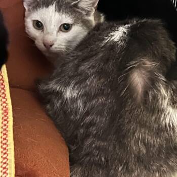 Hermes (working cat) *Adoption fee sponsored* -  Domestic Short Hair Cat for Adoption in Berryville, Virginia - Hermes (working Cat) *Adoption Fee Sponsored* | PetCurious