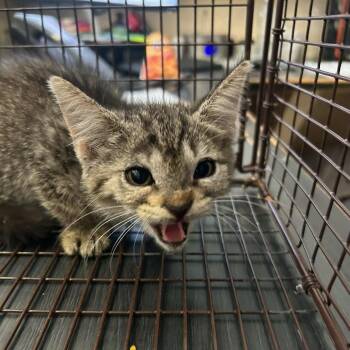 Dory -  Domestic Short Hair Cat for Adoption in Lufkin, Texas - Dory | PetCurious