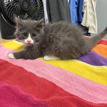 Charles -  Domestic Long Hair Cat for Adoption in Big Rapids, Michigan - Charles | PetCurious