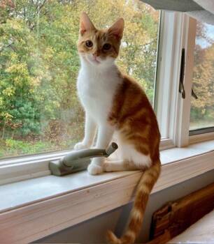 Rescue Domestic Short Hair Cats for Adoption in Blaine, Minnesota - Lilly | PetCurious