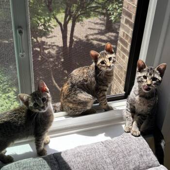 Pippi -  Domestic Short Hair Cat for Adoption in Wheeling, Illinois - Pippi | PetCurious