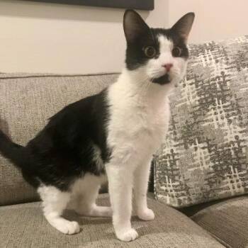 Tuxedo and Domestic Short Hair Cats Available for Adoption - Lucy Nooga | PetCurious