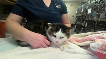 MEGAMIND -  Domestic Medium Hair Cat for Adoption - MEGAMIND | PetCurious