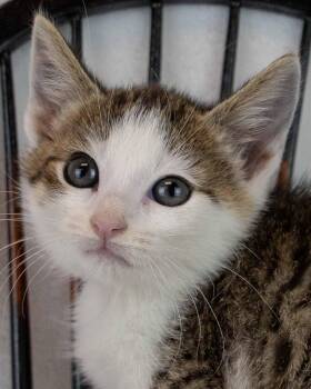 Cholula -  Domestic Short Hair and Tabby Cat for Adoption in Kennesaw, Georgia - Cholula | PetCurious
