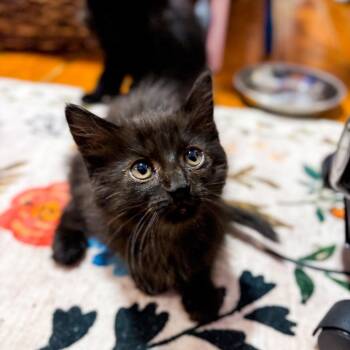 Domestic Long Hair Cats Available for Adoption - Winnie 2230 | PetCurious