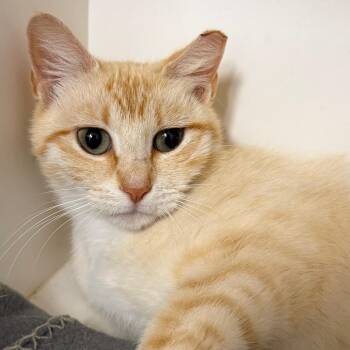 Froot Loop -  Domestic Short Hair Cat for Adoption in Stillwater, Oklahoma - Froot Loop | PetCurious