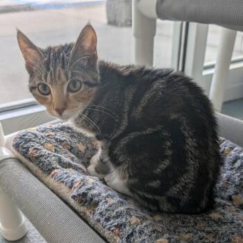 Sweetpea -  Domestic Short Hair Cat for Adoption in Suffolk, Virginia - Sweetpea | PetCurious