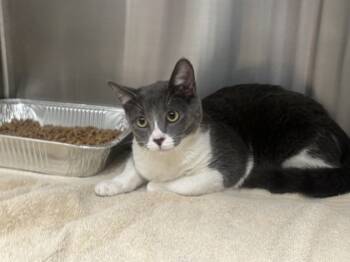 Rescue Domestic Short Hair Cats for Adoption in Atlanta, Georgia - Farro | PetCurious