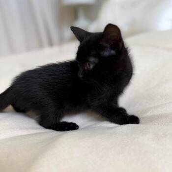 Harriet -  Domestic Short Hair Cat for Adoption in Houston, Texas - Harriet | PetCurious