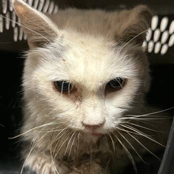 Rescue Domestic Short Hair Cats for Adoption in Yuma, Arizona - Thundercat | PetCurious