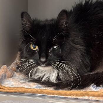 Tipsy -  Domestic Long Hair Cat for Adoption in Batavia, New York - Tipsy | PetCurious