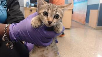 LAVENDER -  Domestic Short Hair Cat for Adoption in Doral, Florida - LAVENDER | PetCurious