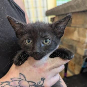 Period -  Domestic Short Hair Cat for Adoption in Lynchburg, Virginia - Period | PetCurious