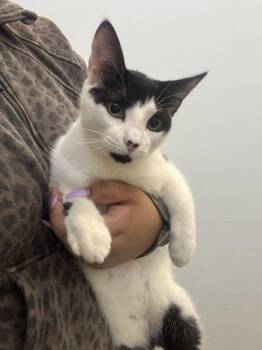 Orson -  Domestic Short Hair Cat for Adoption in Hilton Head Island, South Carolina - Orson | PetCurious