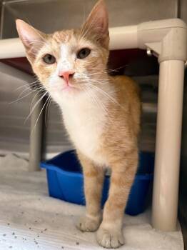 Domestic Medium Hair Cats Available for Adoption in Fall River, Massachusetts - Mr. Chen | PetCurious