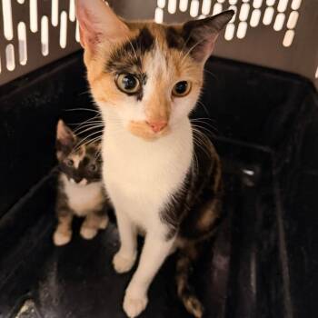 Sandy Cheeks -  Domestic Short Hair Cat for Adoption in Philadelphia, Pennsylvania - Sandy Cheeks | PetCurious