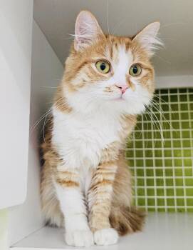 Rescue Domestic Medium Hair Cats for Adoption in West Hollywood, California - Tina | PetCurious