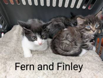 Rescue Domestic Medium Hair Cats for Adoption - Fern | PetCurious