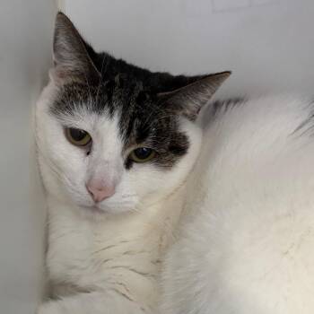 JuJu -  Domestic Short Hair Cat for Adoption in Naperville, Illinois - JuJu | PetCurious
